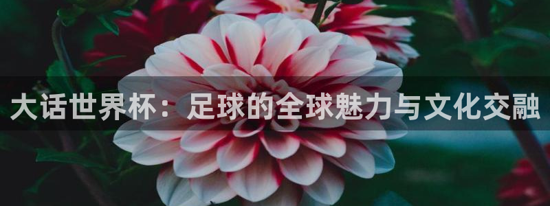 2026世界杯官网入口：大话世界杯：足球的全球魅力与文化交融